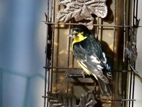 Lesser Goldfinch (male)