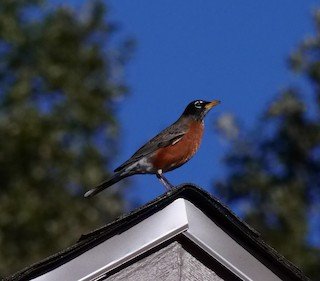 American Robin (migrant; some all year)