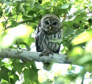 Barred Owl-uncommon