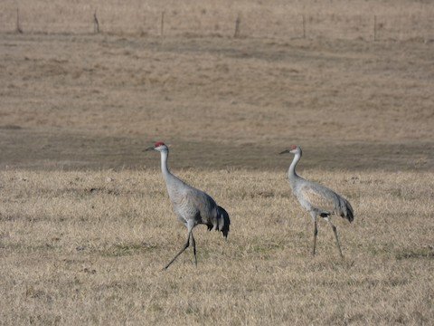 Sandhill Cranes