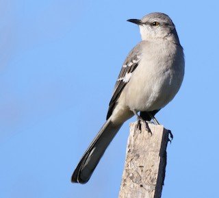 Northern Mockingbird; Texas' State Bird!