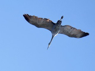 Sandhill Cranes