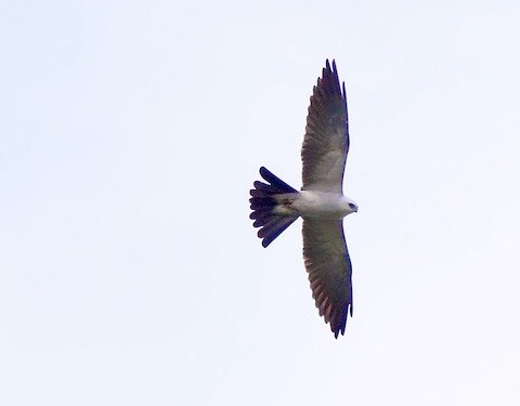 Mississippi Kite
