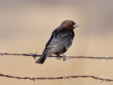 Brown-headed Cowbird (male)