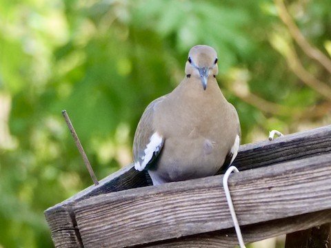 White-winged Dove