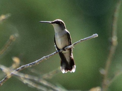 Female Black-chinned OR Ruby-throated Hummingbird-extremely difficult to distinguish. IF you see one on a nest, it is a Black-chin; Ruby throats only migrate through.
