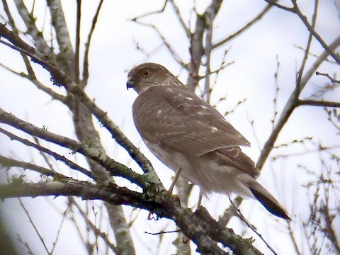 Sharp-shinned Hawk
VERY similar to Cooper's Hawk-both are present but Sharp-shinned is gone in summer