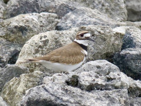 Killdeer