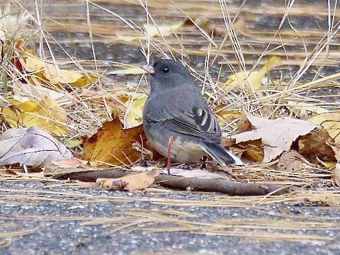Dark-eyed Junco (male) (winter)