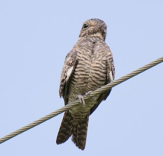 Common Nighthawk