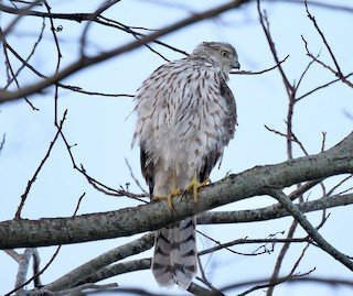 Cooper's Hawk