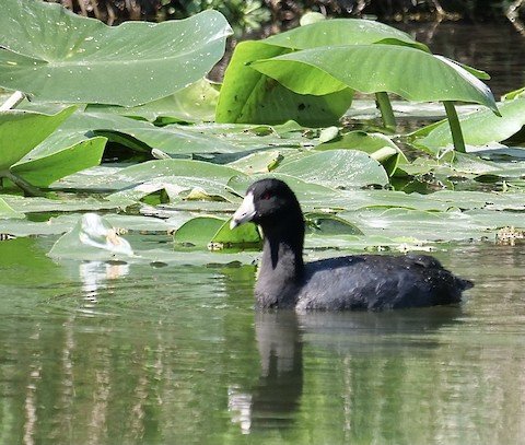 American Coot