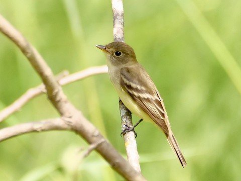 Least Flycatcher (migrant)