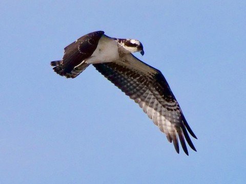 Osprey