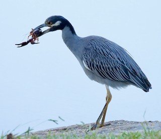 Yellow-crowned Night Heron