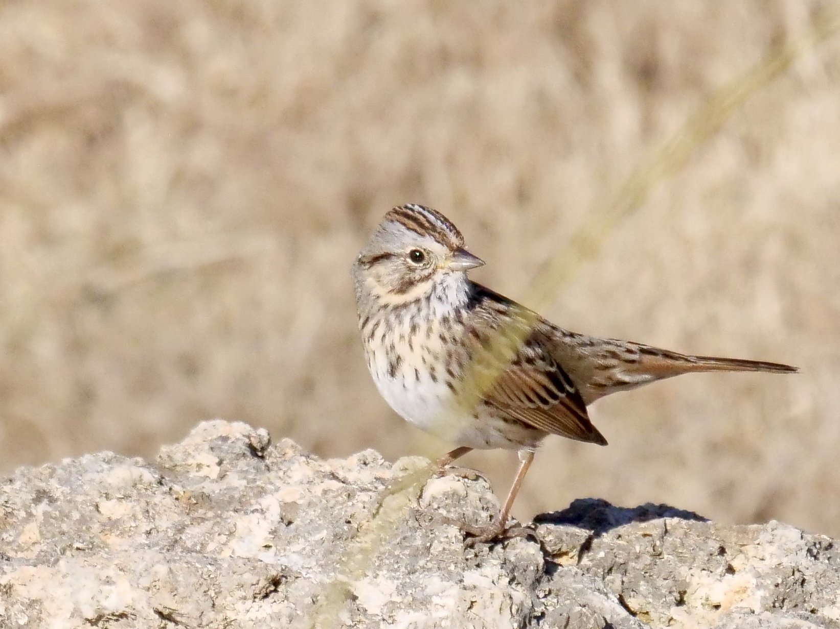 Lincoln's Sparrow (winter)