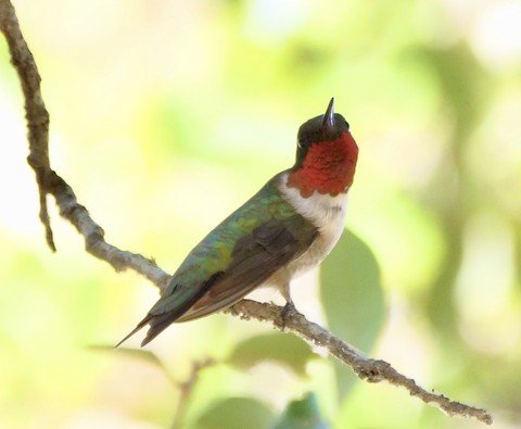 Male Ruby-throated Hummingbird-migrant only