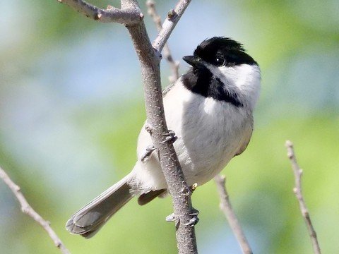 Carolina Chickadee