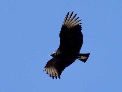 Black Vulture