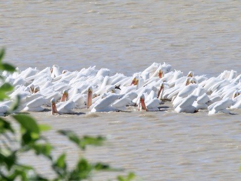 American White Pelican