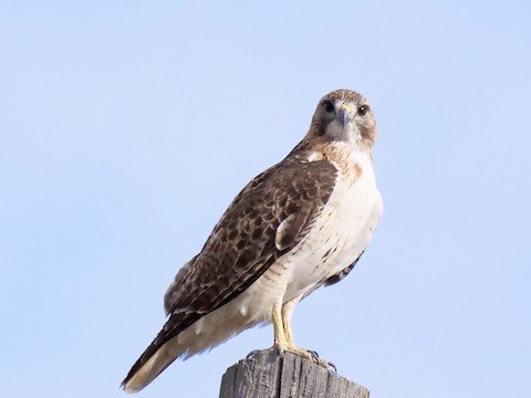 Red-tailed Hawk