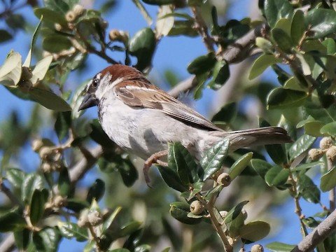 House Sparrow (male)