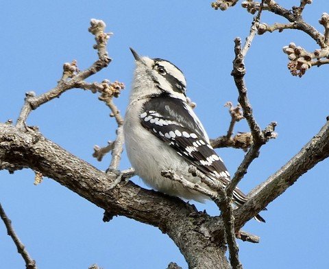 Downy Woodpecker