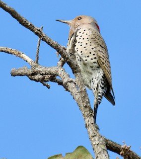 Northern (yellow-shafted) Flicker
