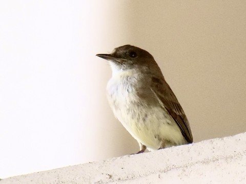 Eastern Phoebe (our only year-round resident flycatcher)