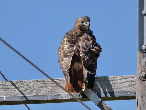 Red-tailed Hawk
