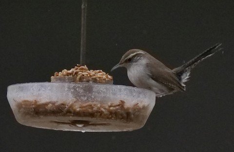 Bewick's Wren (note white underparts)