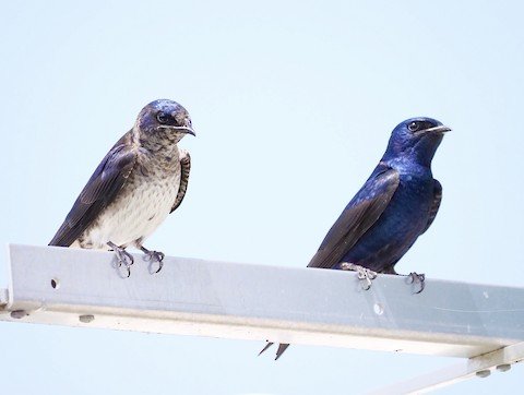 Purple Martins (Summer)
