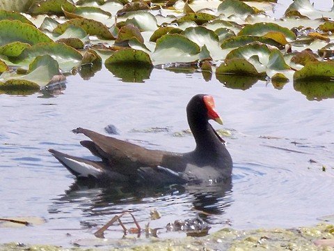 Common Gallinule