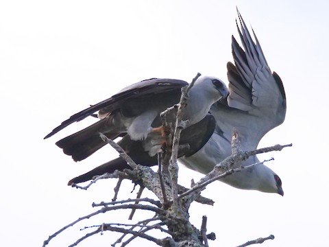 Mississippi Kite