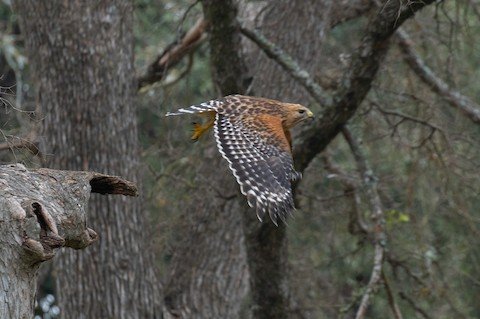 Red-shouldered Hawk