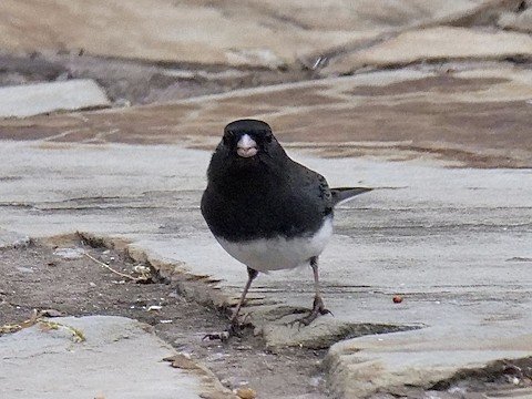 Dark-eyed Junco (male) (winter)