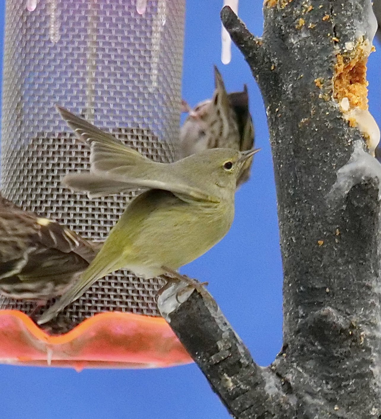 Orange-crowned Warbler (migrant and winter)