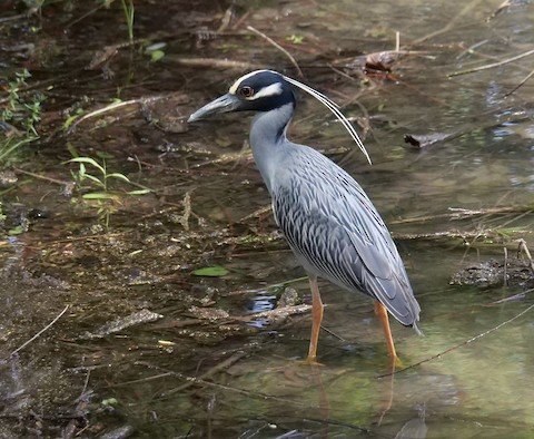 Yellow-crowned Night Heron