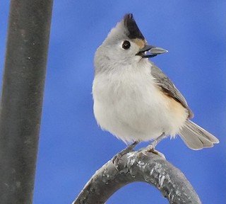 hybrid Black Crested X /Tufted Titmouse (almost all Williamson County sightings are hybrids)