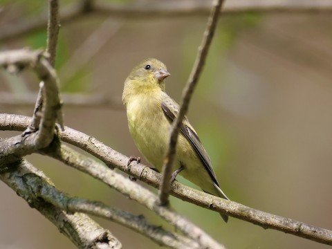 Lesser Goldfinch (female)