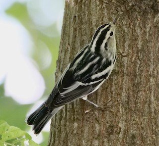 Black-and-white Warbler (migrant and occasionally winter)