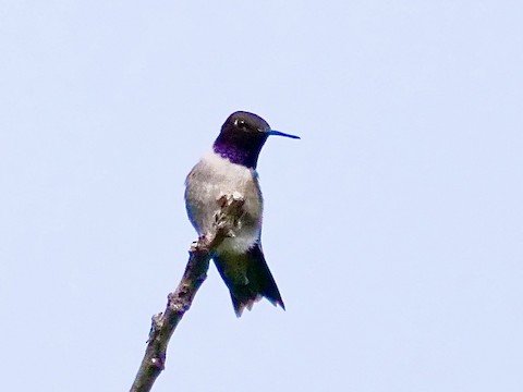 Male Black-chinned Hummingbird