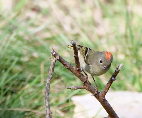 Ruby-crowned Kinglet (common in winter, but red crown rarely displayed)