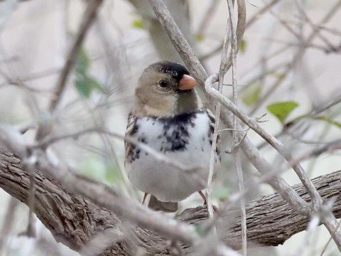 Harris's Sparrow (winter)
