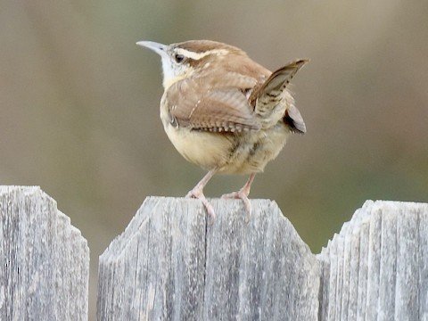 Carolina Wren: note reddish brown underparts and overall appearance