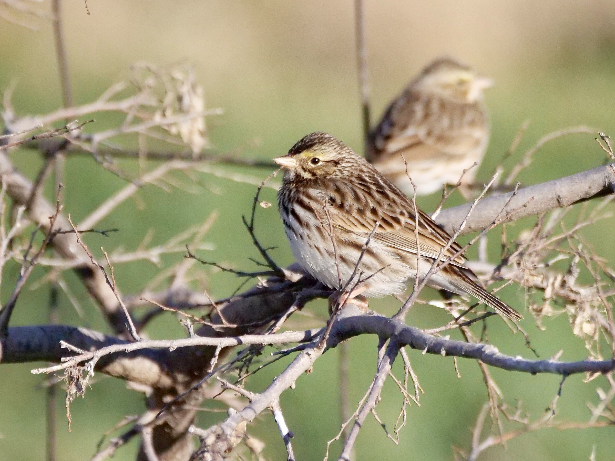 Savanna Sparrow (winter)