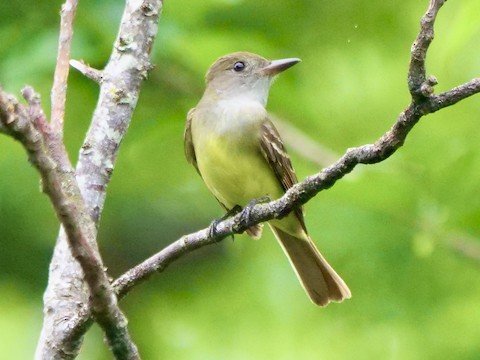 Great-Crested Flycatcher (migrant)