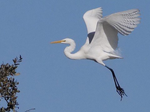 Great Egret