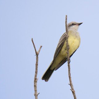 Western Kingbird (summer)