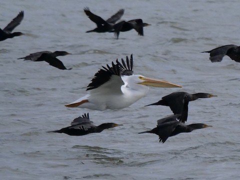 American White Pelican